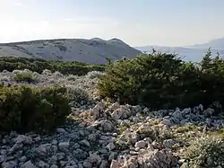 Landscape near Bošana