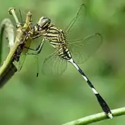 Orthetrum sabina feeding Tetrathemis platyptera