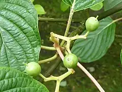 Fruit (drupes), Cambridge University Botanic Garden