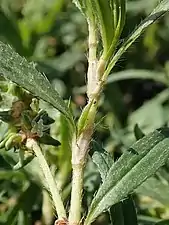 Detail of leaves and ochreas