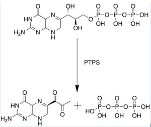 PTPS catalyzed synthesis of 6-Pyruvoyltetrahyrdopterin