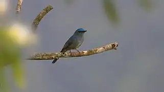 From Mahananda Wildlife Sanctuary, West Bengal