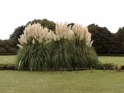 Big tufts, Jindai Botanical Garden, height 4 metres (13.1&nbsp;ft) and diameter 7 metres (23&nbsp;ft), more than 40 years old as of 2007
