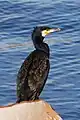 Great cormorant, Phalacrocorax carbo