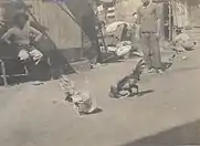 Image 35Cockfight (from Culture of the Philippines)