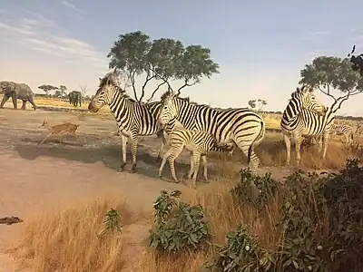 Plains Zebras and a Steenbok in a diorama from the 'Botswana' exhibit