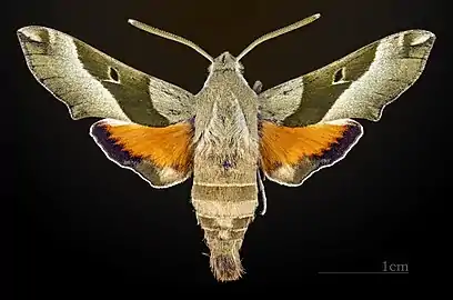 Dorsal view