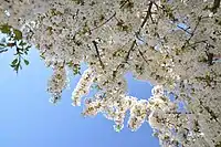 Prunus speciosa in the Jardin des Plantes of Paris April 2013.
