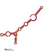 isrP Hfq binding RNA: Predicted secondary structure taken from the Rfam database. Family RF01398.