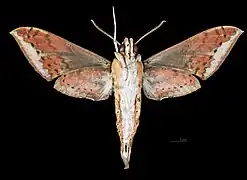 R. c. castor ventral view