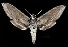 Sphinx perelegans ♀ △