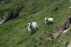 Steep pastures near Fahan