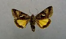 Syngrapha hochenwarthi