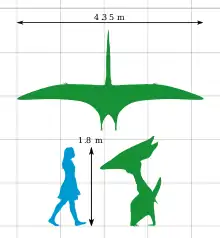A diagram comparing the height of Thalassodromeus with that of a human, and an aerial view of its wingspan. Its height is roughly the same as a human – 1.8 m (5 ft 11 in) – and its wingspan is 4.35 m (14.3 ft).