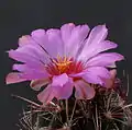 Thelocactus bicolor v. tanquecillos
