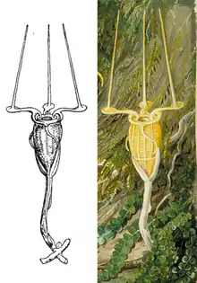 Left: Beccari's original illustration. Right: Marianne North's painting based on the original illustration.