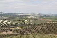 Olive orchards with Arjona in the distance