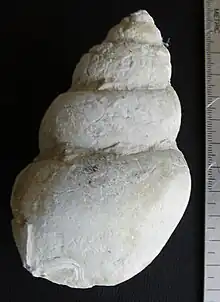 Tylostoma sp., a gastropod