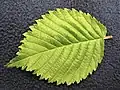 Leaf