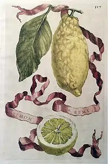 Limon S.&nbsp;Remi from Hesperides (1646)