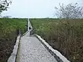 Walking path to Tortuga Bay (almost at the beach).