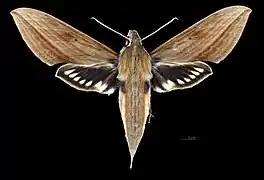 Xylophanes sarae female dorsal