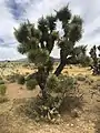 Eastern Joshua Tree (Yucca jaegeriana) at Beaver Dam Wash National Conservation Area